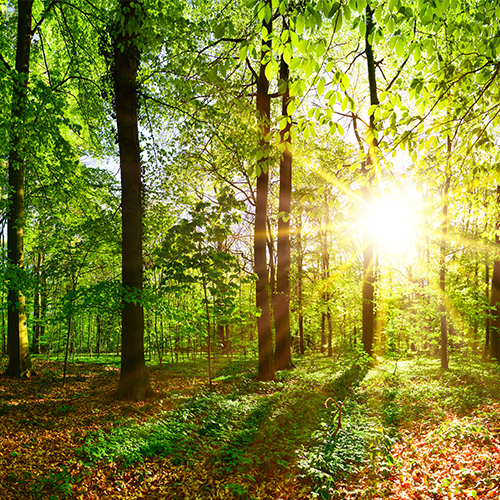 Nachhaltigkeit-Umwelt